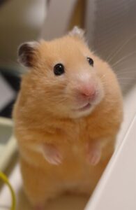 投稿された写真